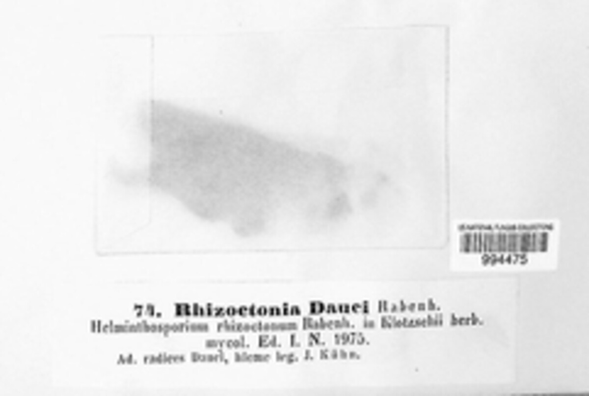 Rhizoctonia dauci image